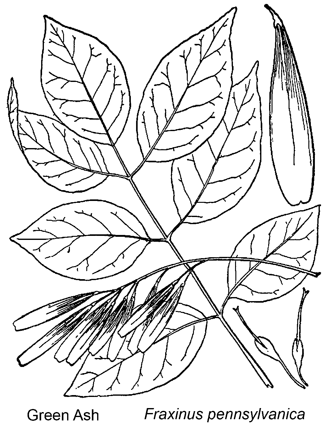  Briutton and Brown (1913)