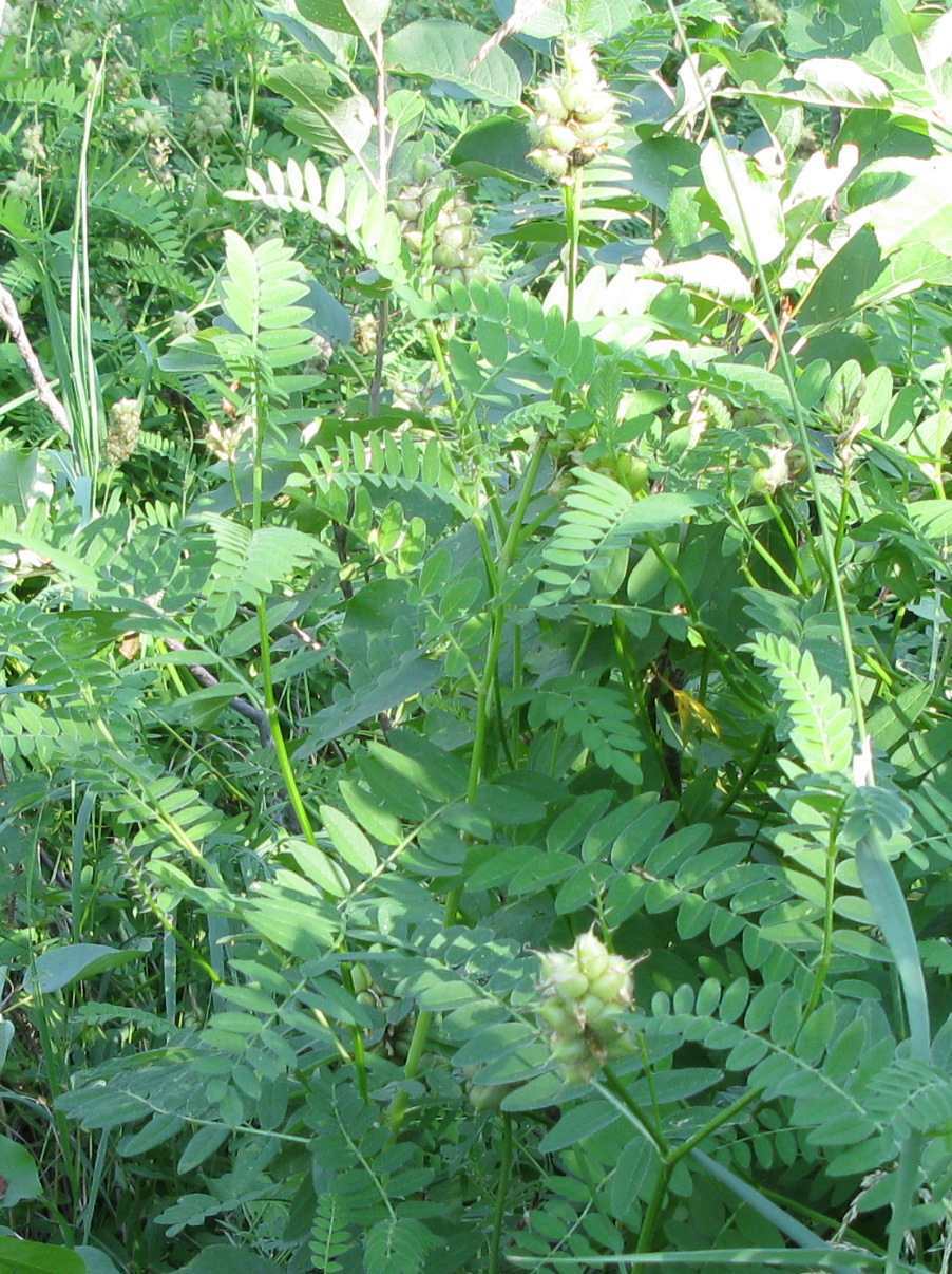 detail Cicer Milkvetch growing in an aspen forest, Gaetz Lakes Sanctuary, Red Deer AB, Aug. 18/08, T. Blake photo  