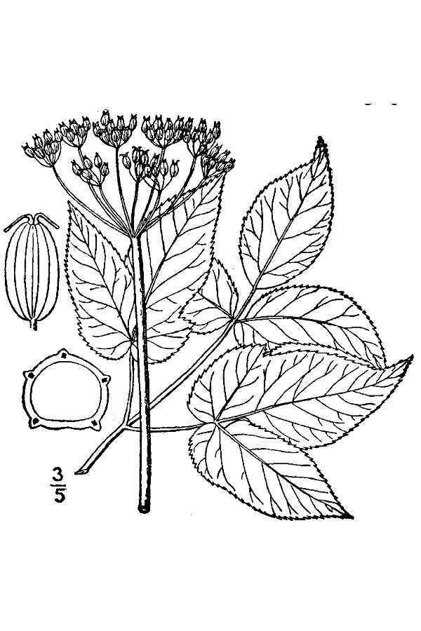 Aegopodium podagraria L., Britton, N.L., and A. Brown. 1913. An illustrated flora of the northern United States, Canada and the British Possessions. Vol. 2: 654. Courtesy of Kentucky Native Plant Society