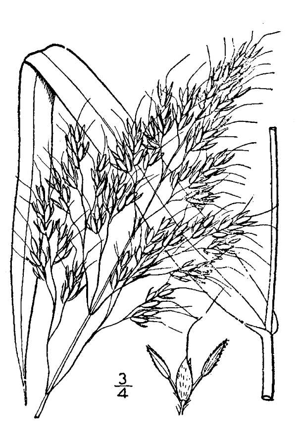 Britton, N.L., and A. Brown. 1913. An illustrated flora of the northern United States, Canada and the British Possessions. Vol. 1: 121. Courtesy of Kentucky Native Plant Society.