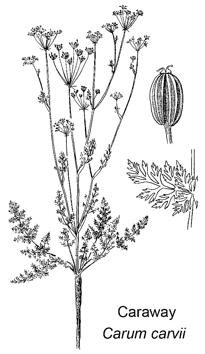 Briutton and Brown (1913)