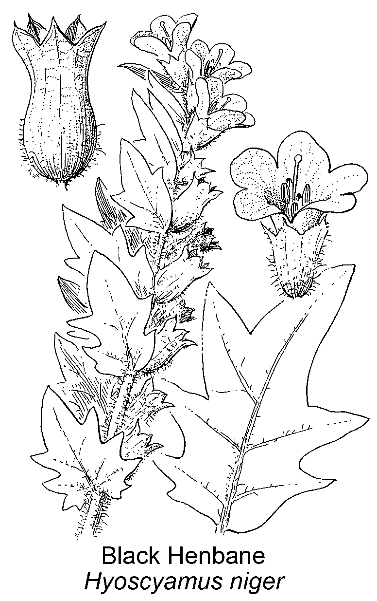  Briutton and Brown (1913)