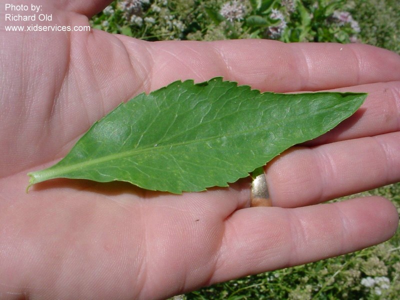 Lepilati XID Lepidium latifolium5.jpg