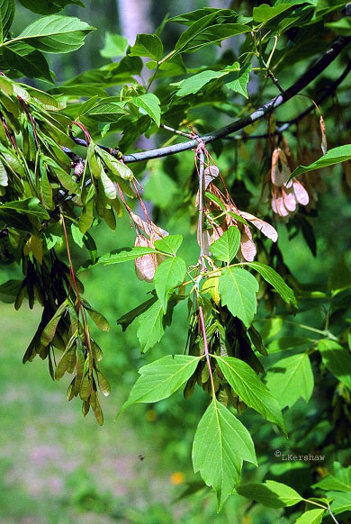  Female in leaf, with fruit