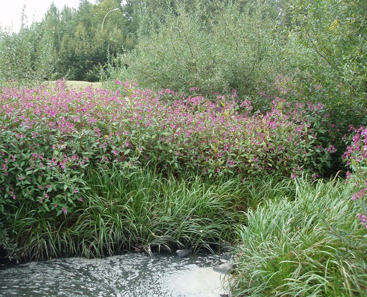 Habitat --- By Atim Creek in Heritage Grove Park, Spruce Grove (photo: Stephen Spencer)
