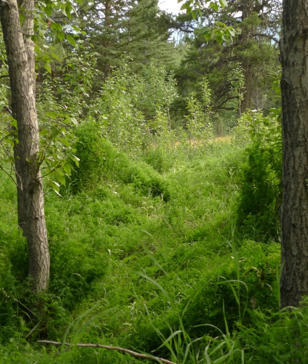  Vicia dominates the understory of this aspen grove at the C-Level Cirque trailhead in Banff NP, photo J Posey