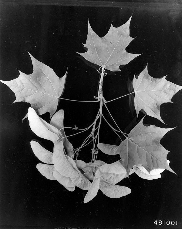  Acer platanoides L. - Norway maple,      USDA-NRCS PLANTS Database