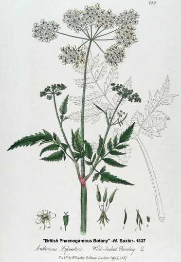  Anthriscus sylvestris (L.) Hoffm., wild chervil  authorized for educational or other noncommercial purposes without prior permission but acknowledgement must be given to both the University of Wisconsin- Stevens Point and the photographer