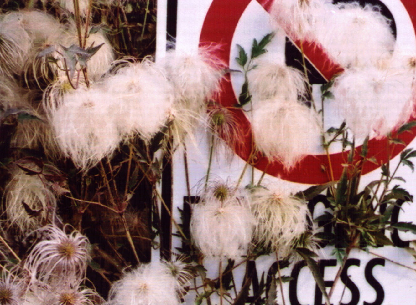 Clemtang EB fr 02.jpg