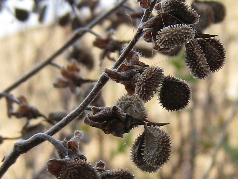  Mature fruit, photo J.B.Posey