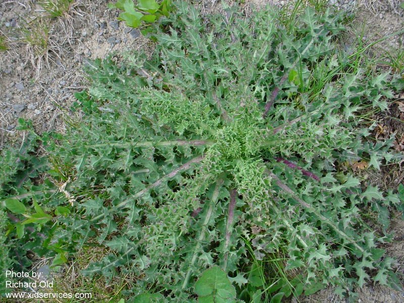 Rosette 