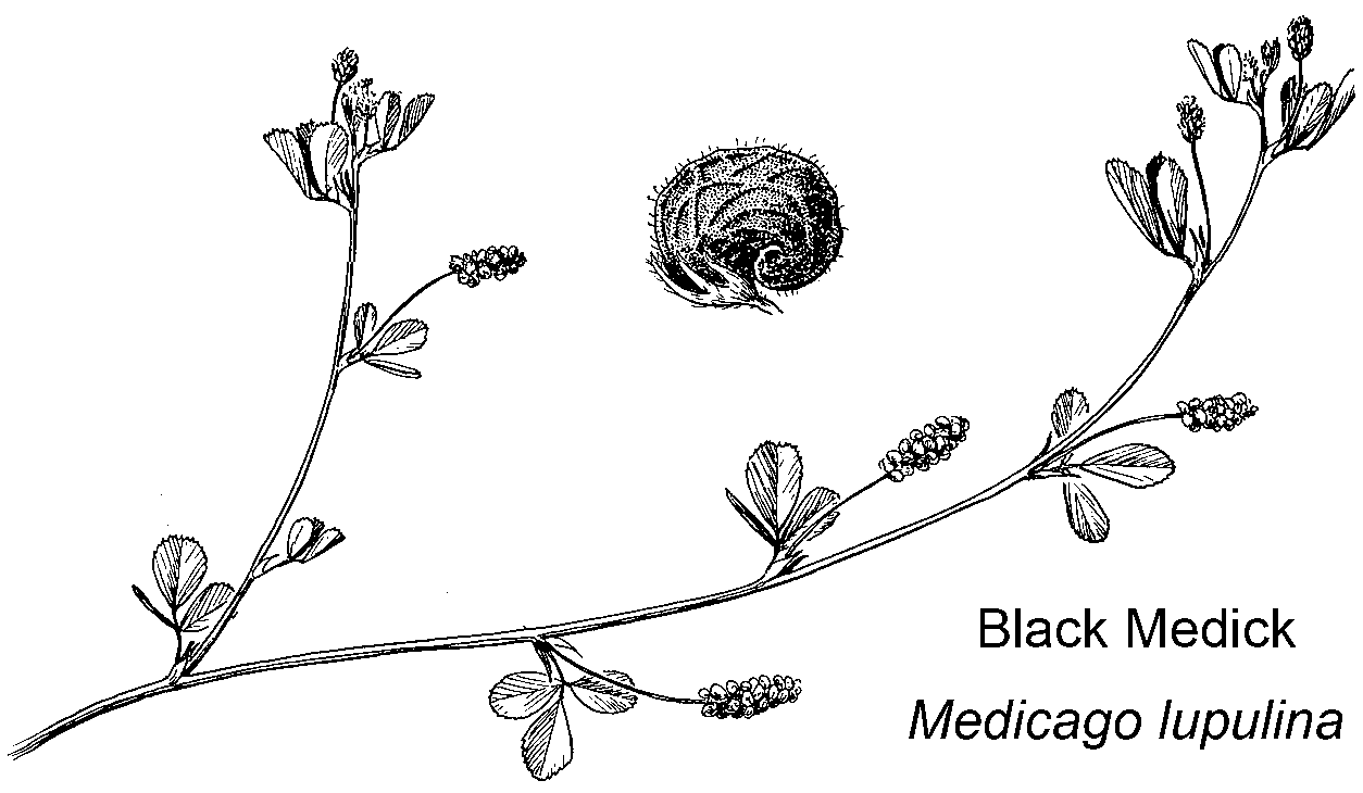  Briutton and Brown (1913)