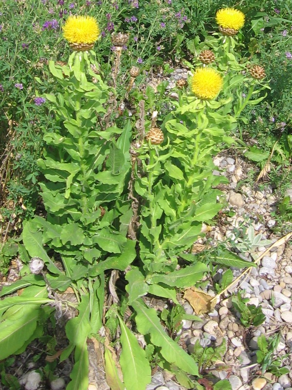 C. macrocephala in Calgary, Photo: Dave Haymond