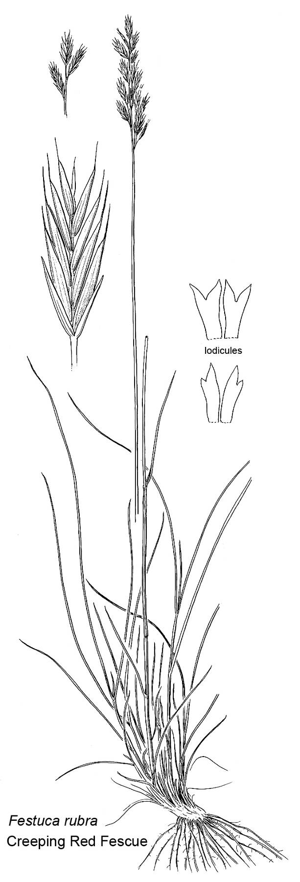 from Vascular Plants of the Pacific Northwest