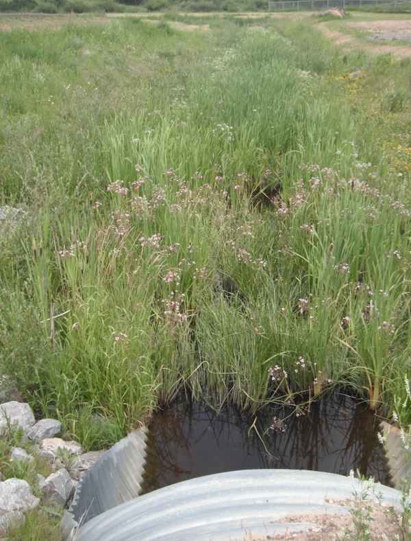 Photo: L. Gillespie, Town of Innisfail  