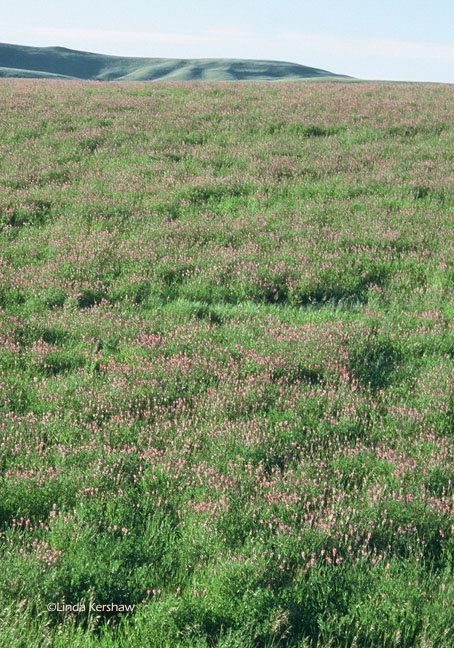Tame pasture or forage crop of Sainfoin