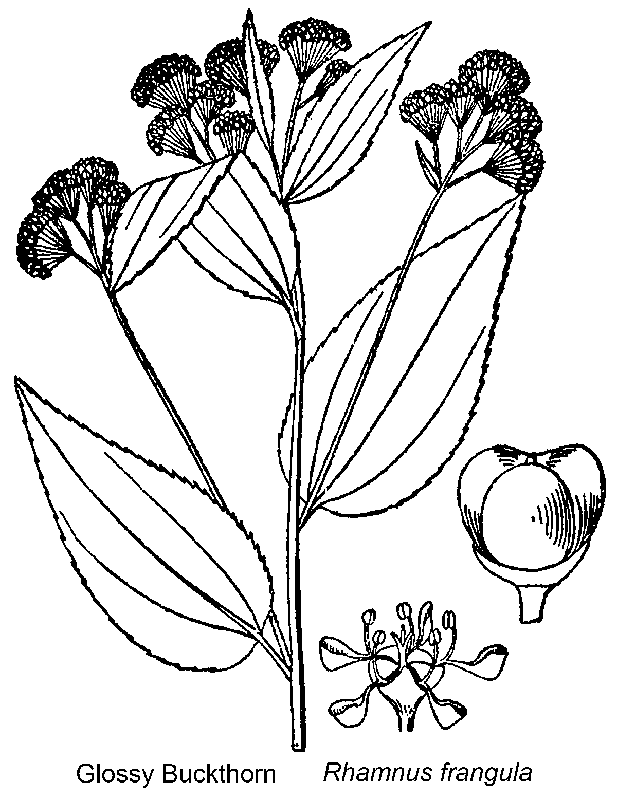 Briutton and Brown (1913)