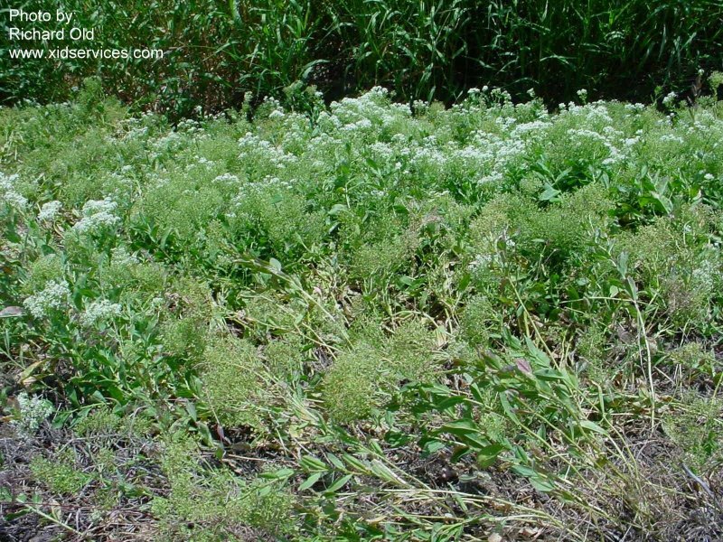 Cardaria draba 