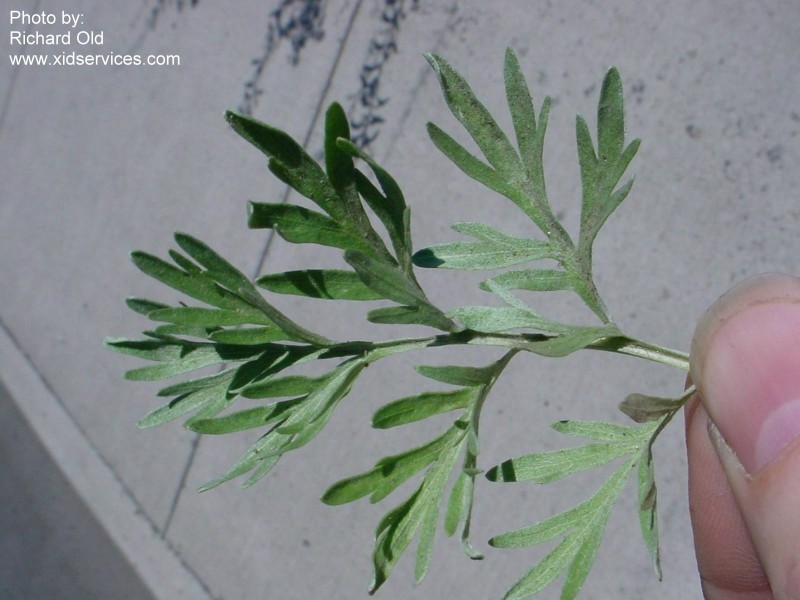  Leaf -- XID Services