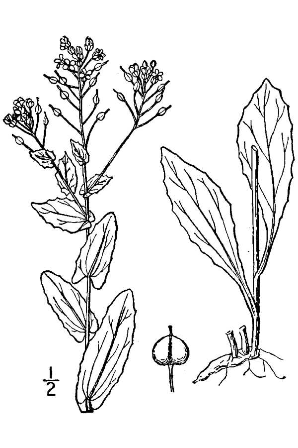 Cardaria draba from Britton, N.L., and A. Brown. 1913. An illustrated flora of the northern United States, Canada and the British Possessions. Vol. 2: 165.