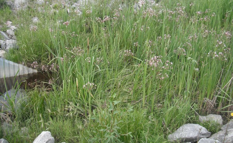Photo: L. Gillespie, Town of Innisfail  