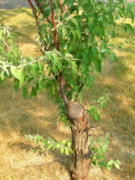 Russian Olive stump, about 5 years after cutting and treatment with herbicide, C.M.Pearce