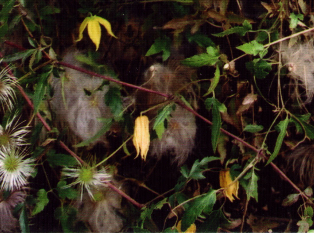 Clemtang EB fls.JPG