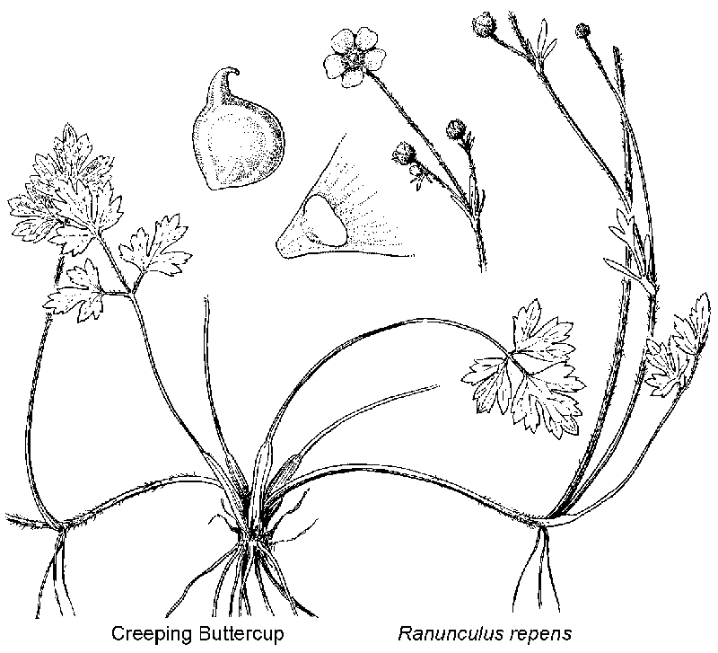  Briutton and Brown (1913)