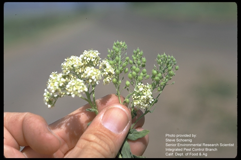 Cardaria pubescens, photo from XID Services 