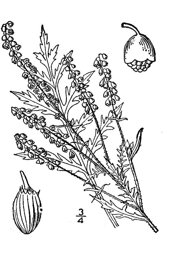  Ambrosia artemisiifolia L. var. elatior (L.) Descourtils - annual ragweed Britton, N.L., and A. Brown. 1913. An illustrated flora of the northern United States, Canada and the British Possessions. Vol. 3: 341. Courtesy of Kentucky Native Plant Society