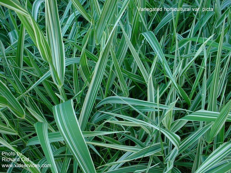 Phalarun XID Phalaris arundinacea picta.jpg