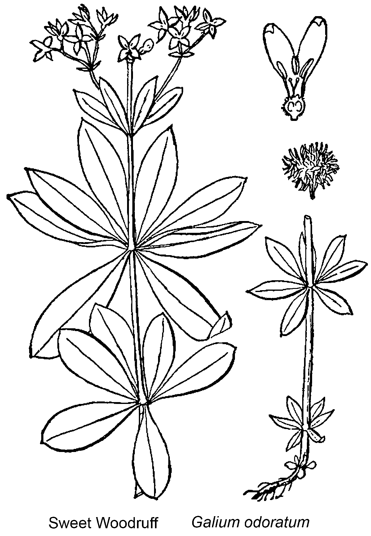  Briutton and Brown (1913)