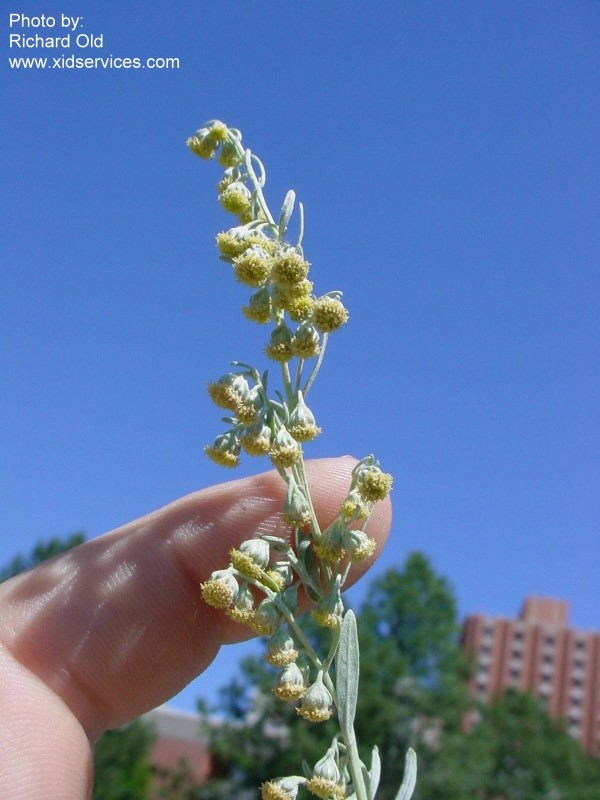  Flower heads --- XID Services