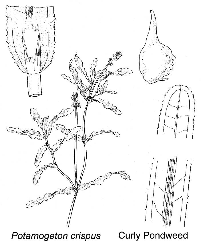 from Vascular Plants of the Pacific Northwest
