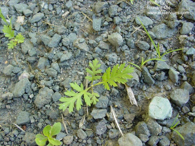 Seedling