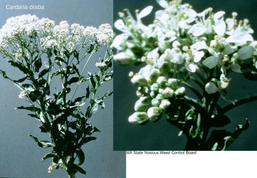 Cardaria draba, photo from XID Services 
