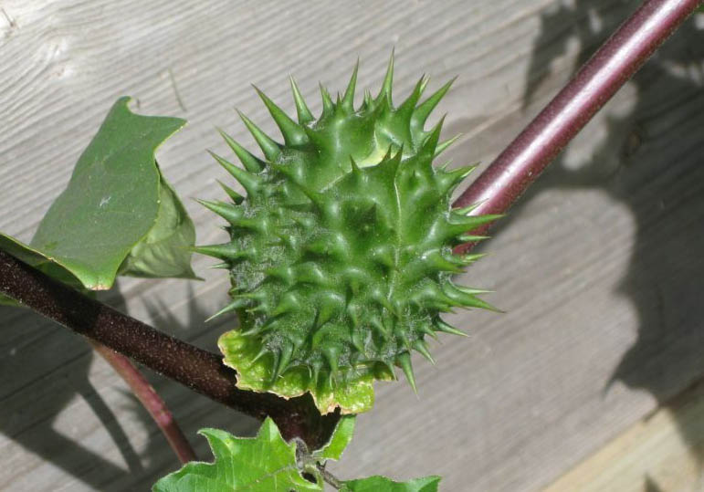  Fruit, showing valves - B. Detert
