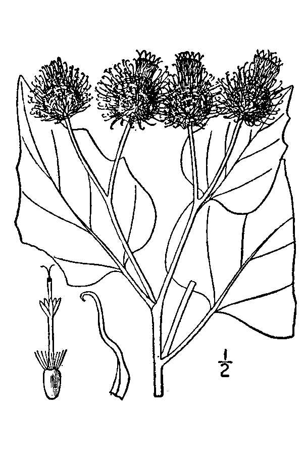  Arctium tomentosum Mill. - woolly burdock Britton, N.L., and A. Brown. 1913. An illustrated flora of the northern United States, Canada and the British Possessions. Vol. 3: 547. Courtesy of Kentucky Native Plant Society