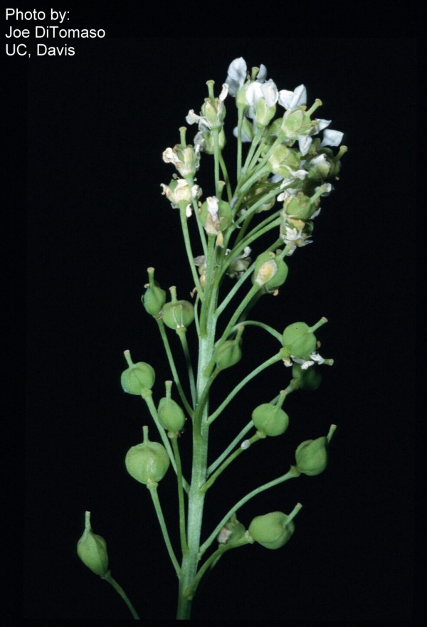 Cardaria chalapensis, Photo from XID Services 