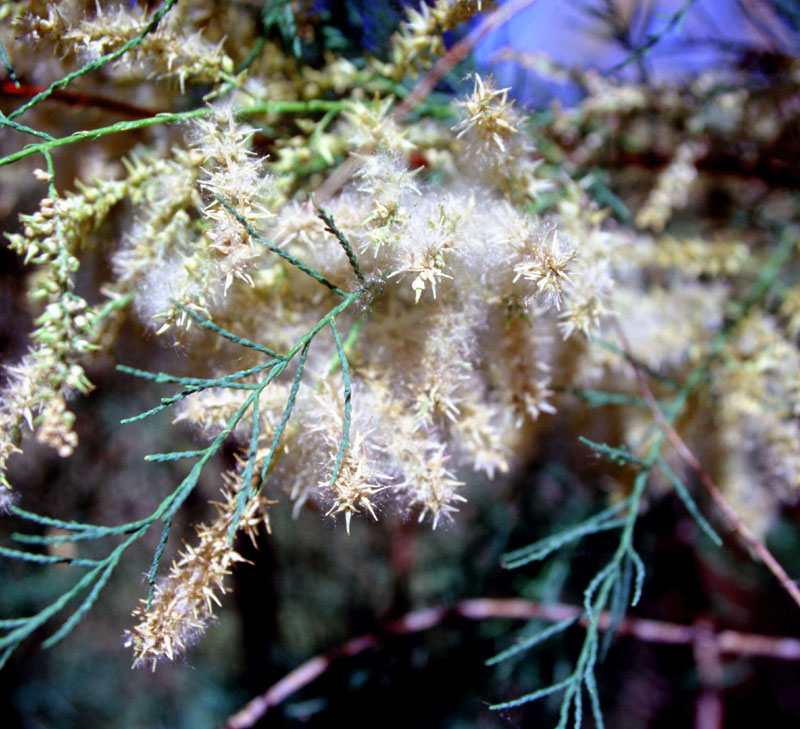 Saltcedar in seed, C.M. Pearce