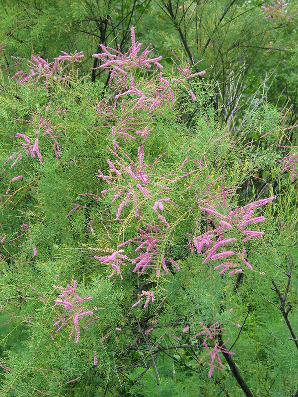 Saltcedar in flower, C.M. Pearce