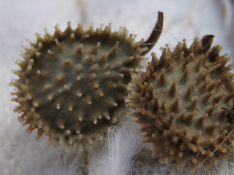  Mature fruit, photo J.B.Posey 