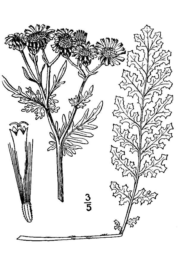 Senecio jacobaea(L.) Britton, N.L., and A. Brown. 1913. An illustrated flora of the northern United States, Canada and the British Possessions. Vol. 3: 542. Courtesy of Kentucky Native Plant Society.