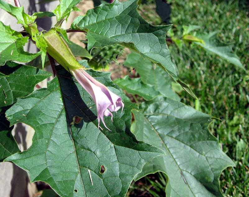  Flower, closed - B. Detert
