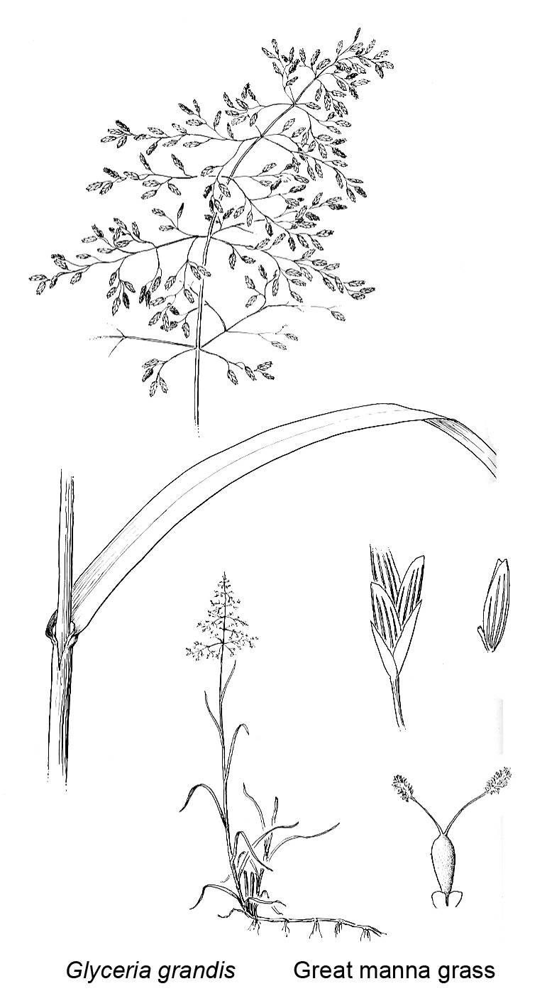 from Vascular Plants of the Pacific Northwest