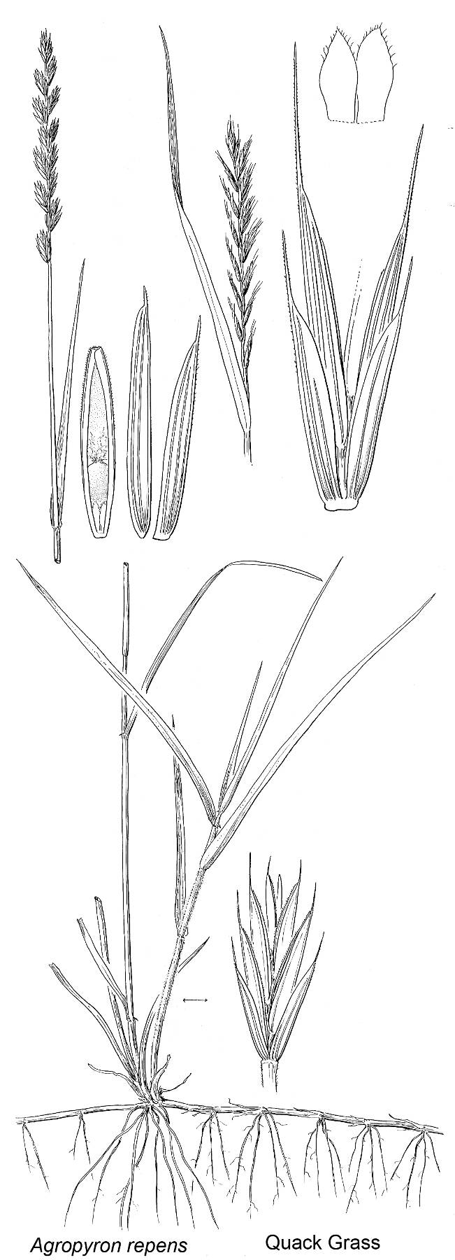 from Vascular Plants of the Pacific Northwest