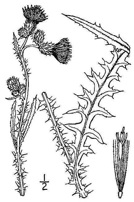 Cirsium palustre (L.) Scop. - marsh thistle Britton, N.L., and A. Brown. 1913. An illustrated flora of the northern United States, Canada and the British Possessions. Vol. 3: 554. Courtesy of Kentucky Native Plant Society.