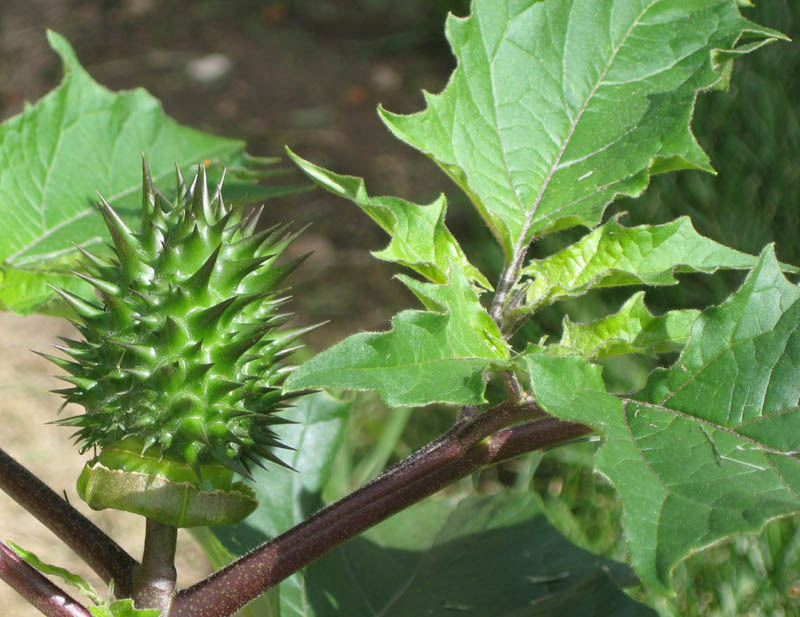  Fruit - B. Detert
