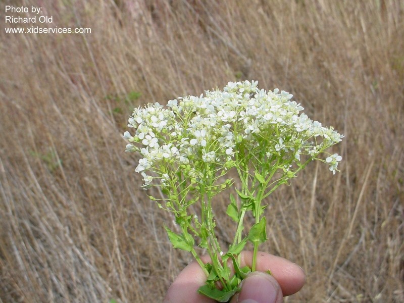 Cardaria draba
