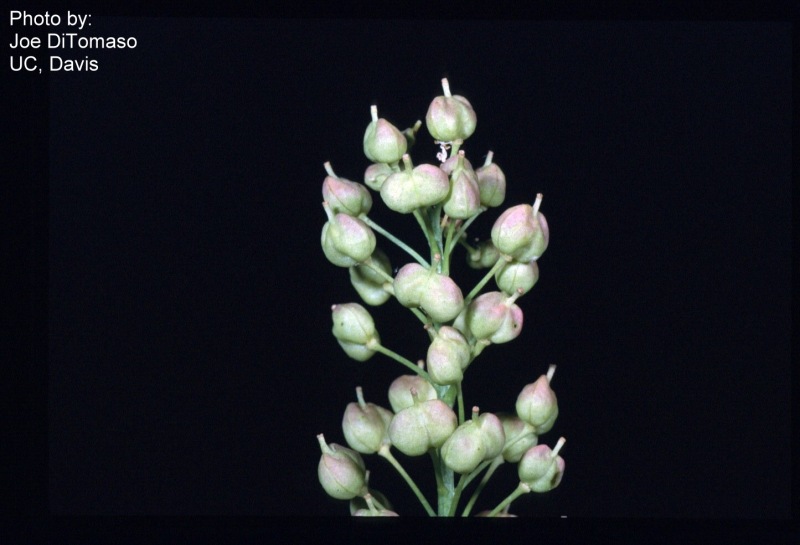 Cardaria chalapensis, photo from XID Services 